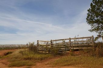 #1: As close as I got to the confluence point, which lies 1/4 mile away, apparently within this cotton field