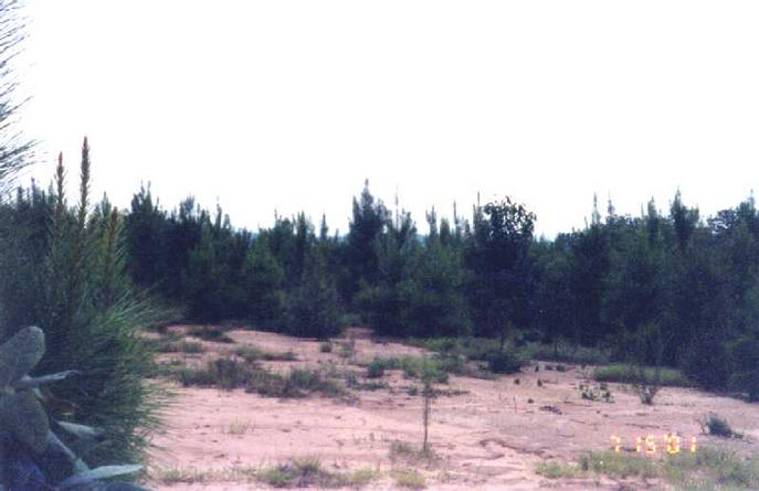 View looking West. (Clearing at the end of the ridge.)