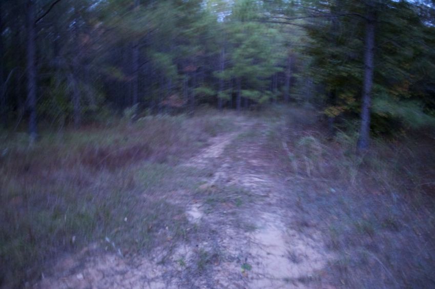 The confluence point lies on this dirt road, within a forest.  (This is also a view to the North.)