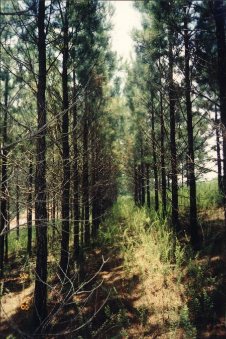 Looking south.  Confluence is situated in the middle of a pine grove.  The surrounding area is used for clay quarrying.