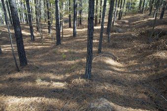 #1: The confluence point lies on gently sloping hillside in a commercial pine forest