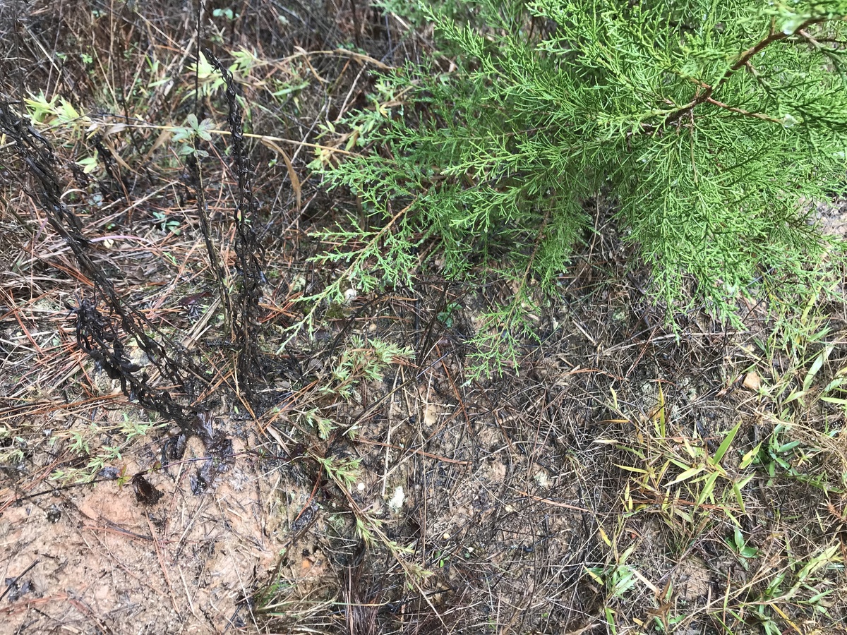 More ground cover near confluence point. 