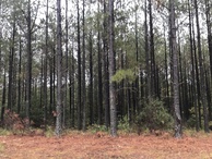 #9: More pine vegetation near the confluence point. 