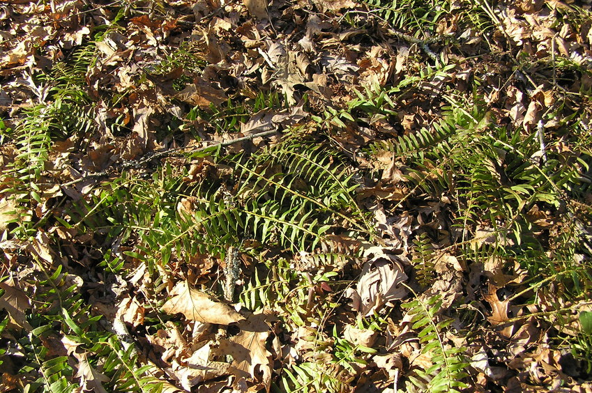 Groundcover at the confluence point with last autumn's fallen leaves.