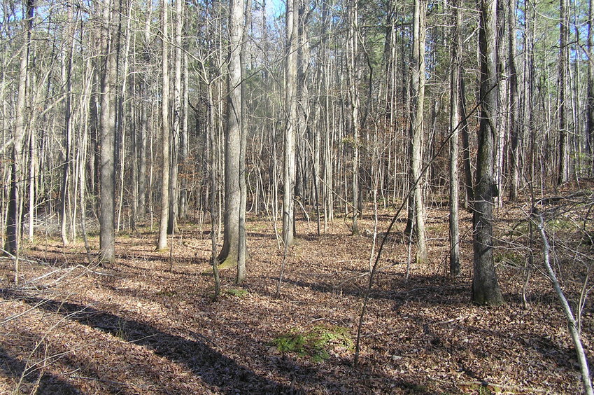 View to the east from the confluence.