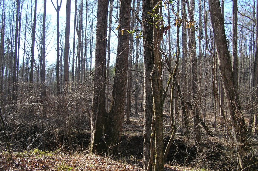 View to the west from the confluence.