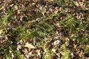 #4: Groundcover at the confluence point with last autumn's fallen leaves.