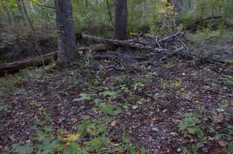 #1: The confluence point lies in a forest, just beside a creek bed