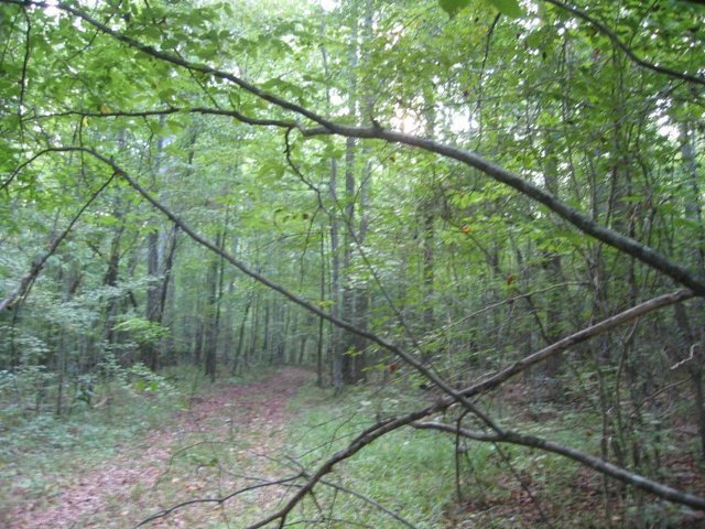 Looking West from the Confluence showing the nearby trail.