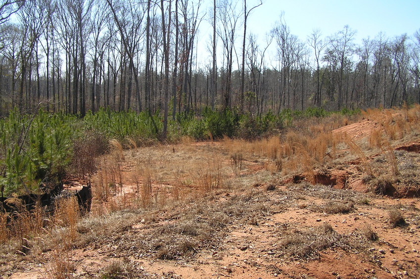 Confluence point from the northeast.  The confluence lies on the left side of the grassy area, at the edge of the trees, in the thorns, where the ravine empties out onto the flat area.