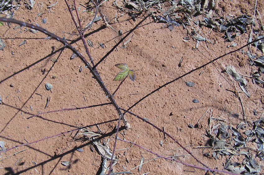 Ground cover at the confluence.  These were actually quite nasty thorns.