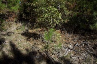 #1: The confluence point lies in a small clearing in a commercial pine forest