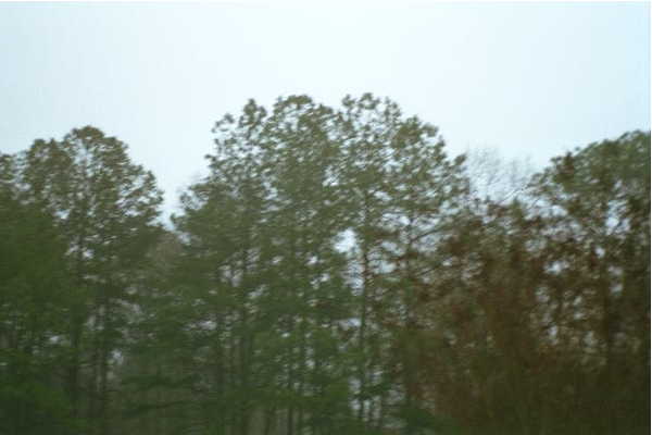 Trees near the confluence (behind the house)