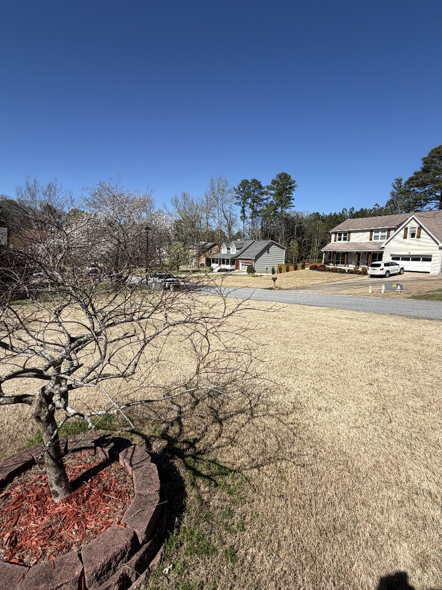 Facing north looking over the red maple tree