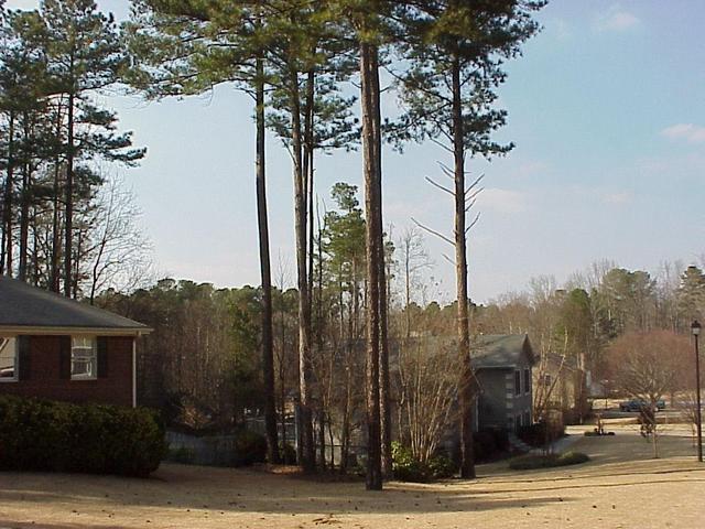 View to the northwest from the confluence.