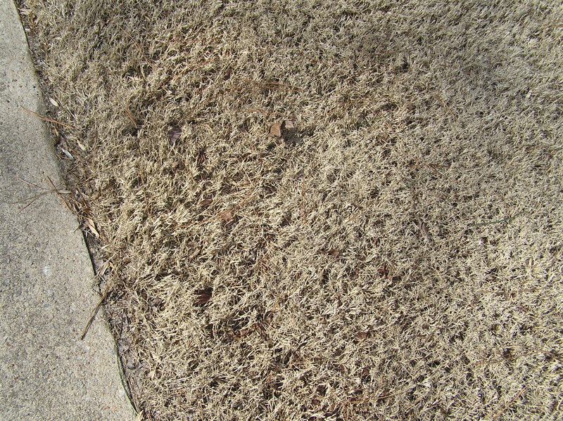 Ground cover at the confluence point, completely modified by humans:  Driveway and lawn.