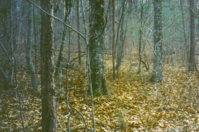 This is the spot right here in front of this pine scrub.