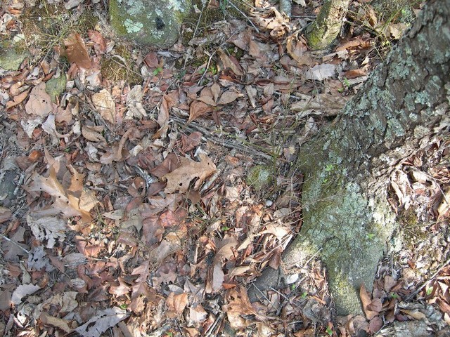 Ground cover at the site.