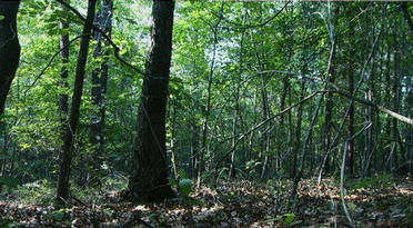 #1: View of foliage from confluence point