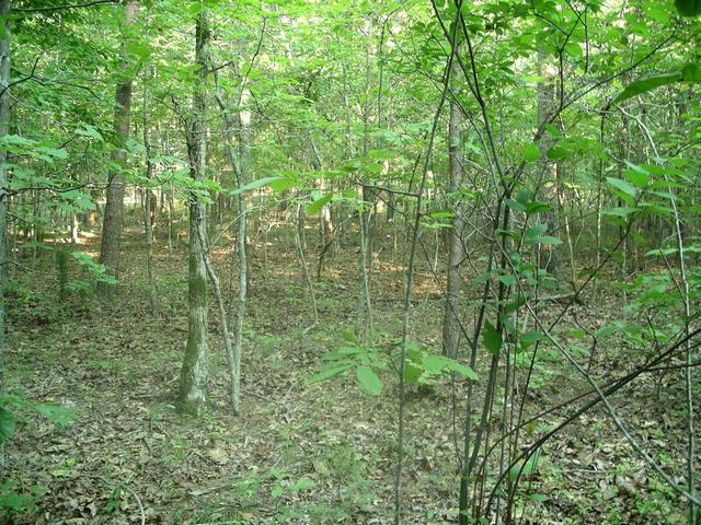 looking east