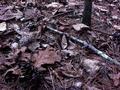 #4: Ground cover at the confluence site as night falls.