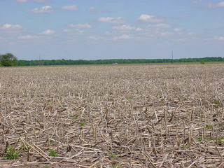 #1: Looking  East From Confluence