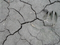#4: Groundcover at the confluence site.