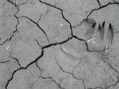 #4: Groundcover at the confluence site.