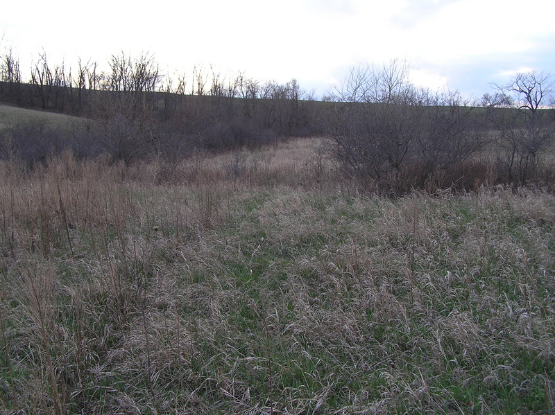 View to the north from the confluence.