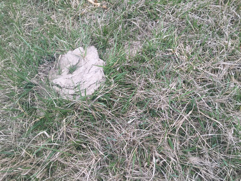 Cowpie and grass - Ground cover at the confluence point. 