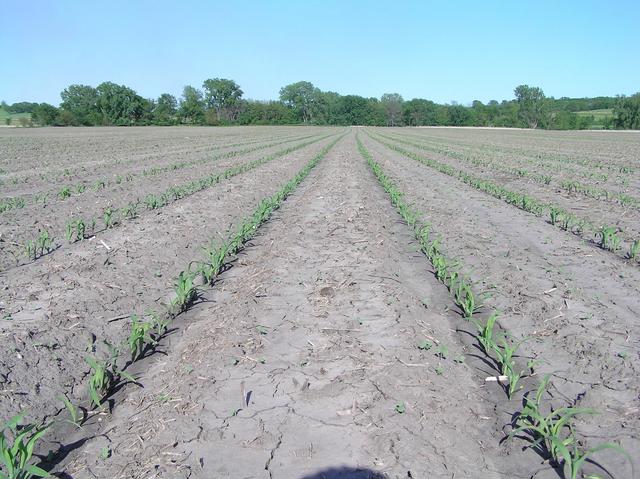 View to the east from the confluence site.