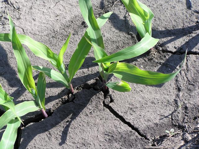 Groundcover at confluence site in southwestern Iowa.