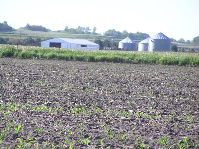 Nearest buildings, taken from confluence site.