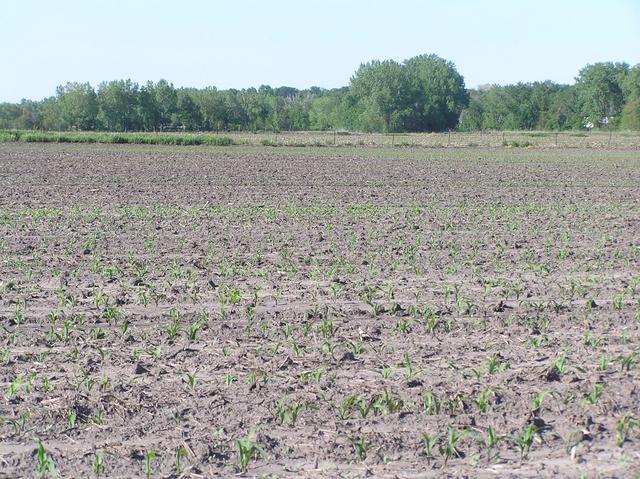 View to the north from the confluence.