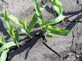 #5: Groundcover at confluence site in southwestern Iowa.