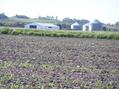 #6: Nearest buildings, taken from confluence site.