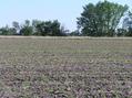 #7: View to the south from the confluence.