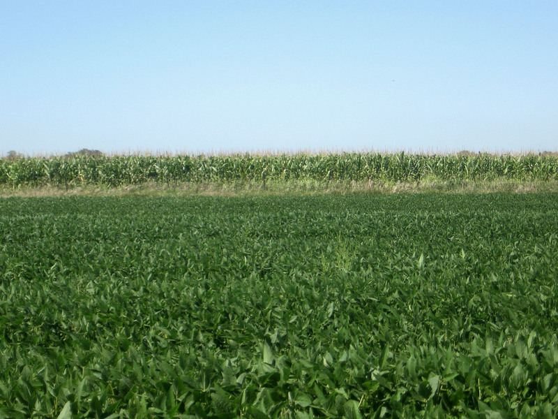 Soybeans to the north with corn beyond.