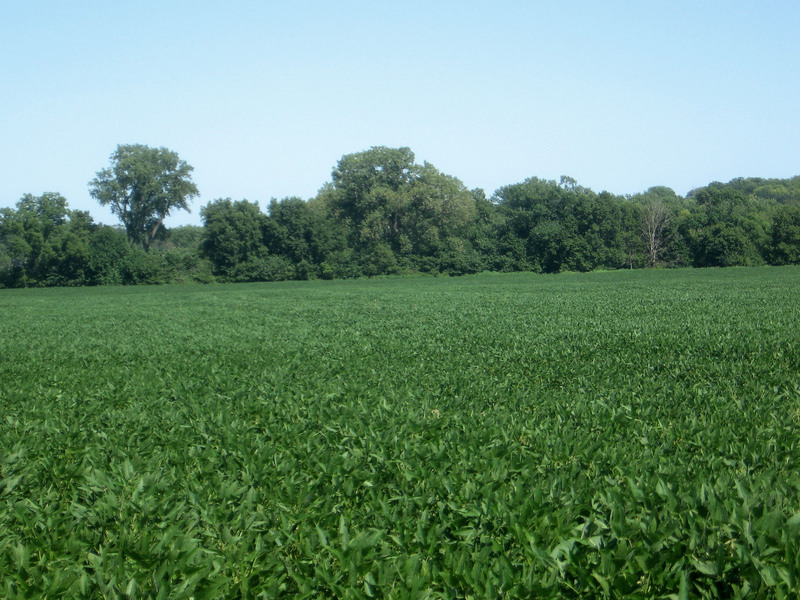 Soybeans to the east.