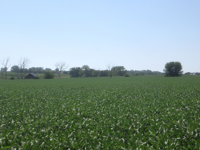 Soybeans to the west.