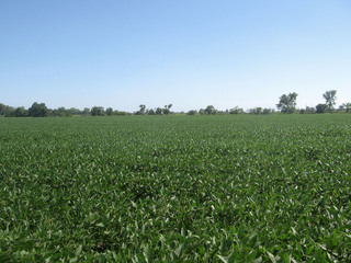 #1: Soybeans to the south.