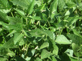 #5: Closeup of the ground cover...soybeans.