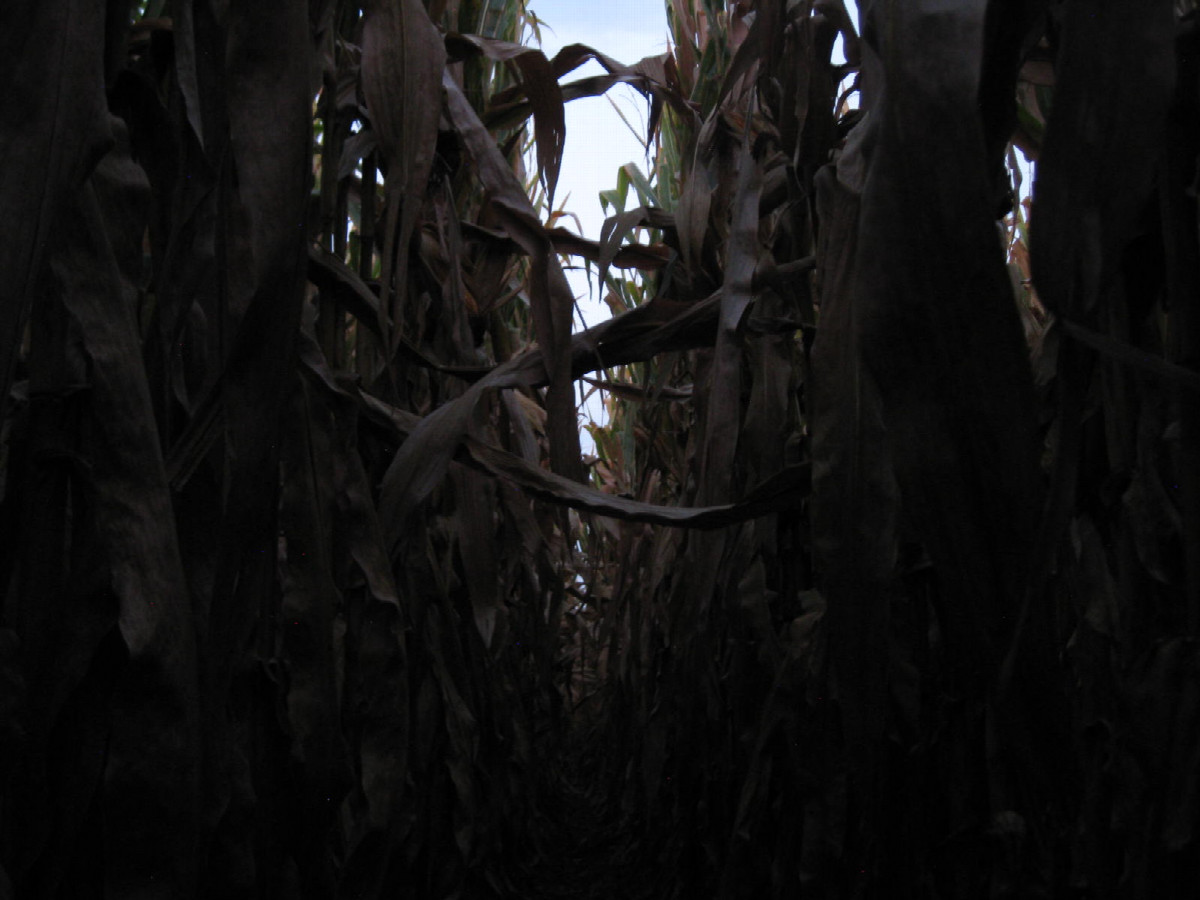 View to the west at chest level