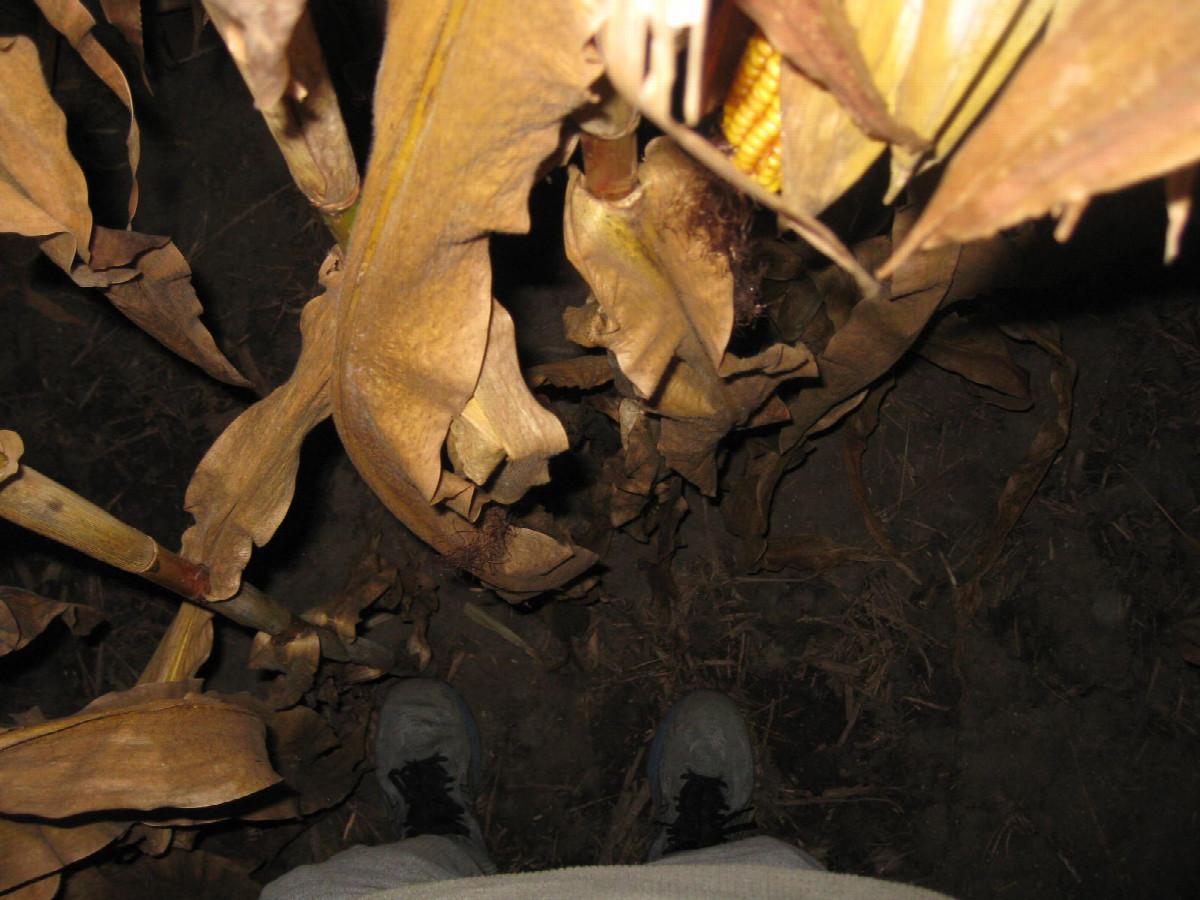 Ground cover, with flash
