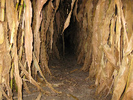 #3: View to the east at ground level, with flash