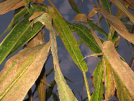 #4: View to the south and up, with flash