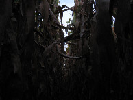 #5: View to the west at chest level