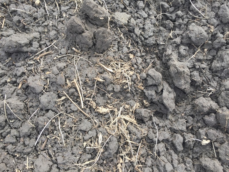 Muddy ground cover at the confluence point.