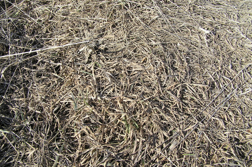 Ground cover at the confluence point.