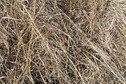 #4: Ground cover at the confluence point.